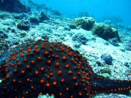 Цікаві факти про морських зірках (Певні морські зірки) Цікаві факти про морських зірках