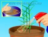 Використання компосту