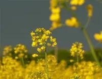 Використання гірчиці як сидерат