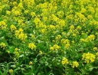 Використання гірчиці як сидерат