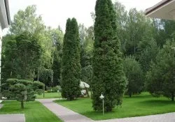 Використання солітерів в ландшафтних композиціях (краще) Використання солітерів в ландшафтних композиціях