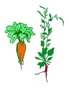 Історія культурних овочів (капуста, морква, буряк, огірок, цибуля, часник) (буряк) Історія культурних овочів (капуста, морква, буряк, огірок, цибуля, часник)