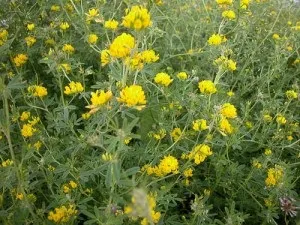 Історія лікування травами на руси, український дім (лікування) Історія лікування травами на руси, український дім