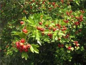 Історія лікування травами на руси, український дім (травами) Історія лікування травами на руси, український дім