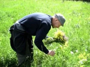 Історія лікування травами на руси, український дім (руси) Історія лікування травами на руси, український дім