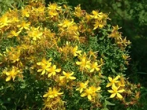 Історія лікування травами на руси, український дім (лікування) Історія лікування травами на руси, український дім