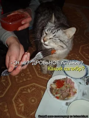 Історія про кота борзель)