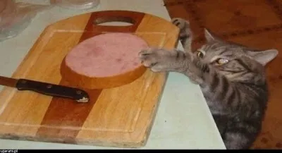Історія про кота борзель)