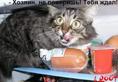 Історія про кота борзель)