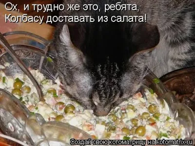 Історія про кота борзель)
