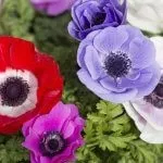 Як боротися зі шкідниками садових дерев на дачі (боротися) Як боротися зі шкідниками садових дерев на дачі