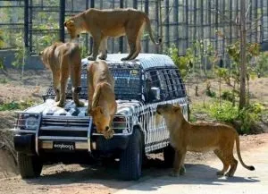 Йоганнесбург - путівник, фото, пам'ятки (Йоганнесбург здатний здивувати) Йоганнесбург - путівник, фото, пам'ятки