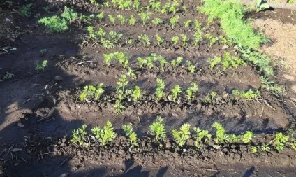 Як часто поливати морква - обробка грунту, способи поливу відео (грунту) Як часто поливати морква - обробка грунту, способи поливу відео