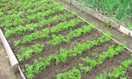 Як часто поливати морква - обробка грунту, способи поливу відео (поливати) Як часто поливати морква - обробка грунту, способи поливу відео