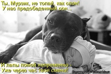 Яка порода собак вам подобається найбільше чому (улюблені породи собак) Яка порода собак вам подобається найбільше чому