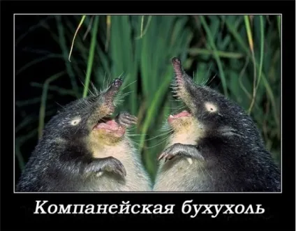 З життя хохуль, netlore лепра, хохуля, тварини (тварини) З життя хохуль, netlore лепра, хохуля, тварини