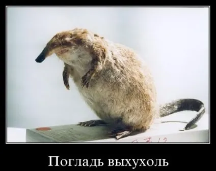 З життя хохуль, netlore лепра, хохуля, тварини (netlore) З життя хохуль, netlore лепра, хохуля, тварини