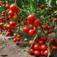 Блакитна гортензія, посадка і догляд (блакитна гортензія: посадка і догляд) Блакитна гортензія, посадка і догляд
