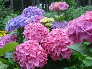 Гортензія змінює колір, мистецтво жити (гортензія) Гортензія змінює колір, мистецтво жити