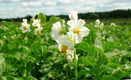Голландська технологія вирощування картоплі, городник (вирощування) Голландська технологія вирощування картоплі, городник