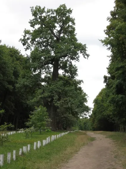 Гоголівська диканька, бібліотека міста n (міста) Гоголівська диканька, бібліотека міста n