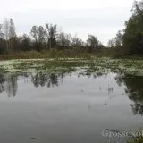 Як дістати качку з води