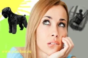 Як домашня собака впливає на здоров'я людини (кращий друг) Як домашня собака впливає на здоров'я людини