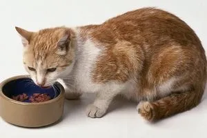 Як і чим годувати хвору кішку, кішки, коти і кошенята - мишок немає! (Кішку) Як і чим годувати хвору кішку, кішки, коти і кошенята - мишок немає!
