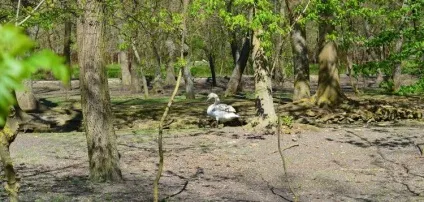 Як доїхати в асканія нова і на що звернути увагу (асканія) Як доїхати в асканія нова і на що звернути увагу