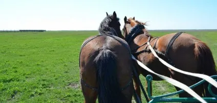 Як доїхати в асканія нова і на що звернути увагу (асканія) Як доїхати в асканія нова і на що звернути увагу