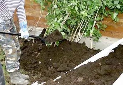 Як і для чого саджанці прикопують до весни, технології вирощування (саджанці) Як і для чого саджанці прикопують до весни, технології вирощування