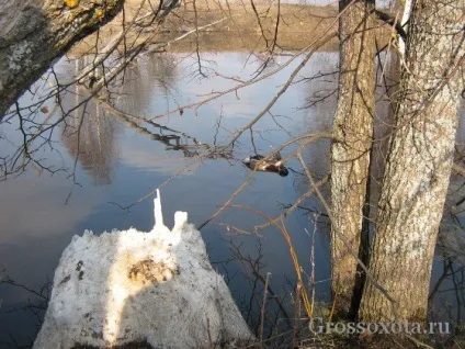 Як дістати качку з води