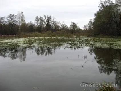 Як дістати качку з води