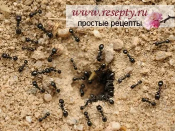 Як позбутися від мурашок прості рецепти - жіночий сайт