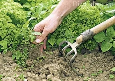 Як позбутися від бур'янів на ділянці народними засобами (народні засоби) Як позбутися від бур'янів на ділянці народними засобами