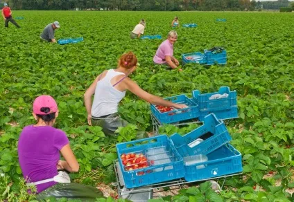 Як і де можна знайти сезонну роботу за кордоном українським сім'ям (можна) Як і де можна знайти сезонну роботу за кордоном українським сім'ям