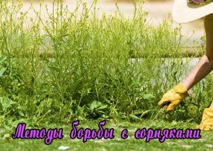 Як позбутися від бур'янів - правила боротьби з бур'янами, мої ідеї для дачі та саду (бур'янів) Як позбутися від бур'янів - правила боротьби з бур'янами, мої ідеї для дачі та саду