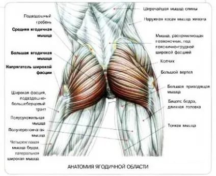 Які вправи для сідниць треба робити в тренажерному залі (відео інструкції) (сідниць) Які вправи для сідниць треба робити в тренажерному залі (відео інструкції)
