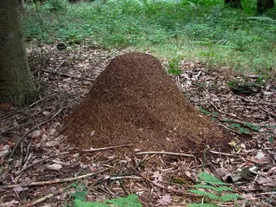 Як мурахи вибирають королеву
