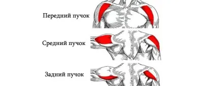 Як накачати потужні плечі анатомія і вправи (вправи) Як накачати потужні плечі анатомія і вправи