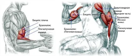 Як накачати біцепс схема правильної тренування для збільшення об'єму