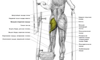 Як накачати сідниці ефективні вправи, trainingbody (вправи) Як накачати сідниці ефективні вправи, trainingbody