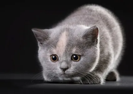 Як годувати кошеня в 3 місяці - чим потрібно годувати кошеня - корми (кошеня) Як годувати кошеня в 3 місяці - чим потрібно годувати кошеня - корми