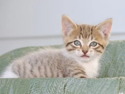 Як годувати кошеня в 3 місяці - чим потрібно годувати кошеня - корми (кошеня) Як годувати кошеня в 3 місяці - чим потрібно годувати кошеня - корми