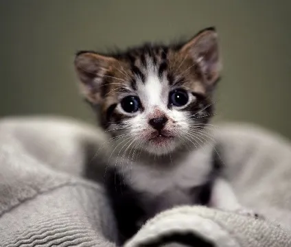 Як годувати кошеня в 3 місяці - чим потрібно годувати кошеня - корми (кошеня 3 міс) Як годувати кошеня в 3 місяці - чим потрібно годувати кошеня - корми
