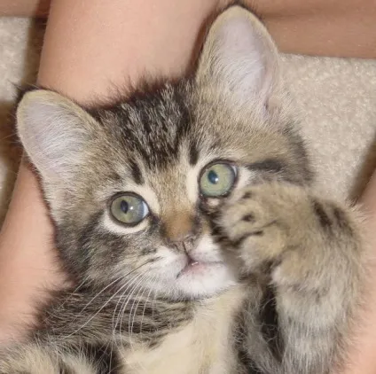 Як годувати кошеня в 3 місяці - чим потрібно годувати кошеня - корми (кошеня 3 місяці) Як годувати кошеня в 3 місяці - чим потрібно годувати кошеня - корми
