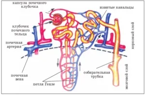 Як утворюється сеча - навіщо і чому люди пісяють (утворюється) Як утворюється сеча - навіщо і чому люди пісяють