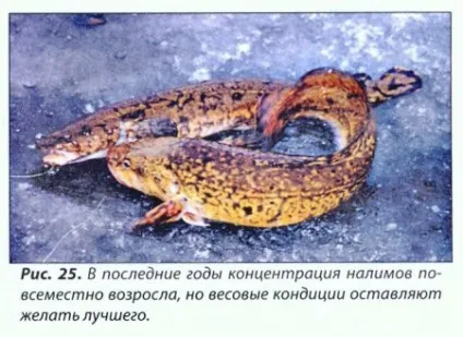 Як знайти стоянку миня - портал про рибалку (минь) Як знайти стоянку миня - портал про рибалку