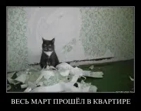 Як відучити кота точити кігті об меблі і шпалери (шпалери) Як відучити кота точити кігті об меблі і шпалери