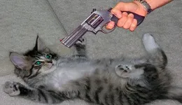 Як відучити кота мітити